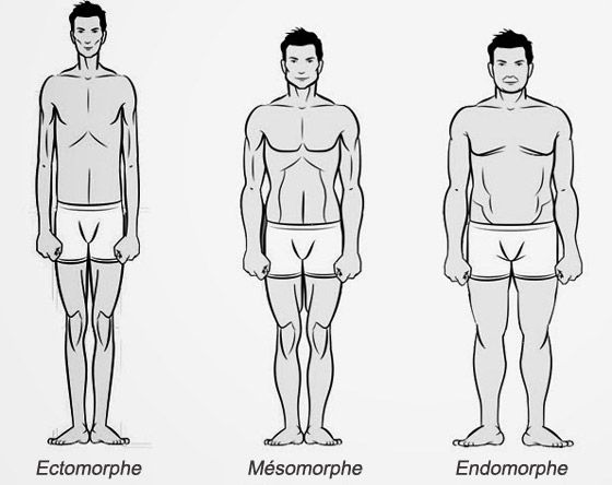 Morphotypes musculation