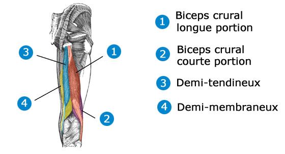 Anatomie ischios