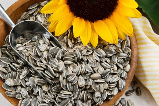 Graines de tournesol