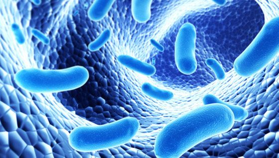 Prébiotiques et probiotiques bactéries