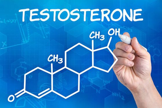 Testostérone hormone