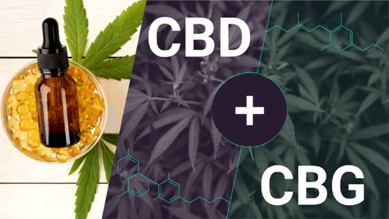 CBD huile
