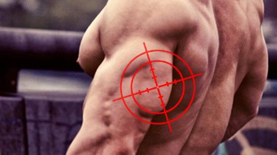 Muscler la longue portion du triceps